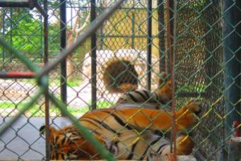 Tiger at Davao Crocodile Park